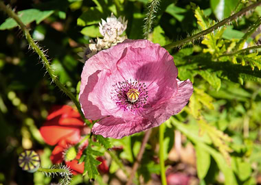 Purple poppy