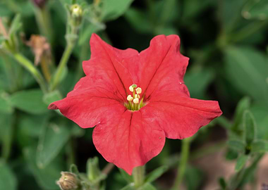 Petunia flower
