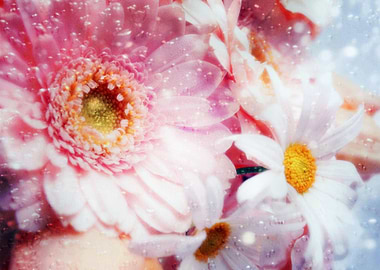 Earth Flower Flowers Water