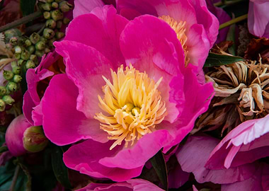 Peony flower