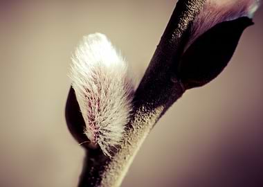 FLuffy Tree Bud In Spring