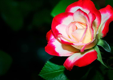 Earth Rose Flowers Flower