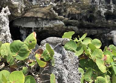 Mexican Jungle Lizard