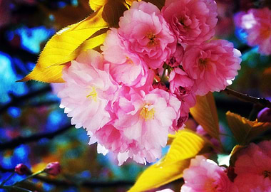 Earth Sakura HD Wallpaper