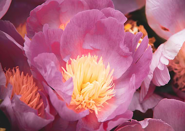 Peony flower