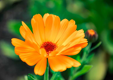 Golden Marigold