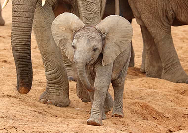Baby Elephant 9638