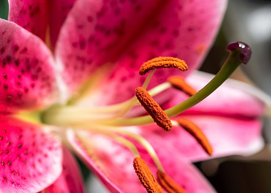 Pink Oriental Lily