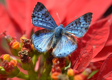 Blue Butterfly