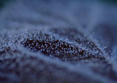 Frost