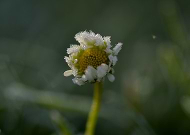 Daisy
