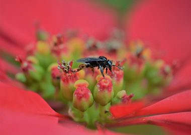 Poinsettia Attraction