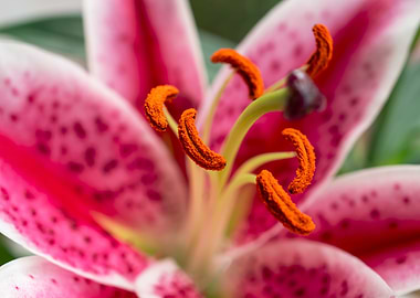 Pink Oriental Lily