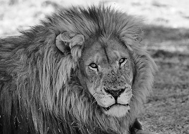 Lion Male 2116