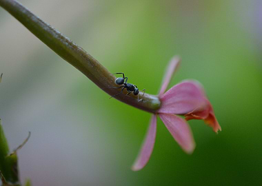 Tiny Ant on a pink flower