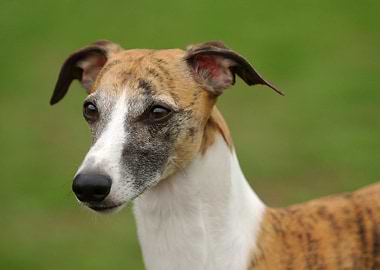 Whippet greyhound