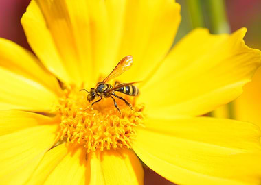 Bee Yellow