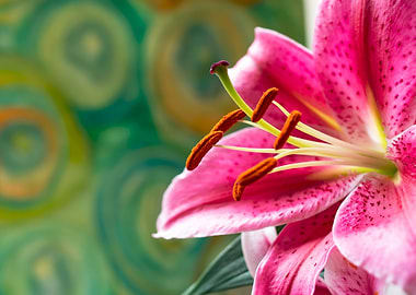 Pink Oriental Lily