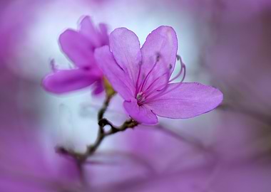 Pretty violet azalea