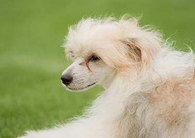 Chinese Crested Dog