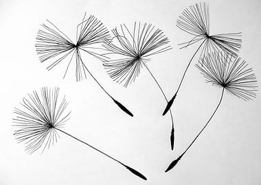 Dandelions