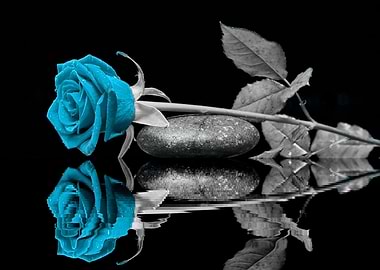 Friendship Rose turquoise