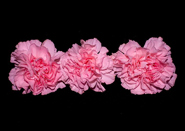 Three pink carnations