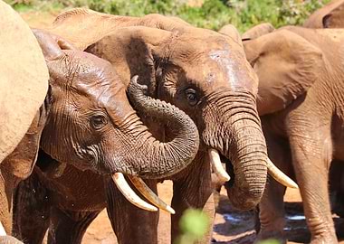 Elephants at waterhole 414