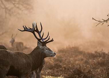 Stag of Richmond Park