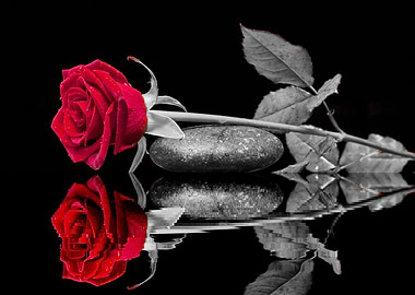 Friendship Rose red ck