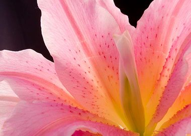 Beautiful pink lily flower