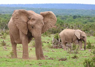 Elephants 9748