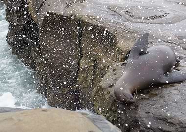 San Diego Seal