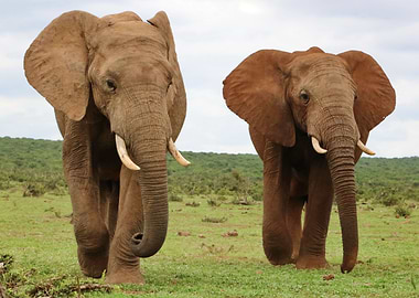 Two Elephant Bulls 43