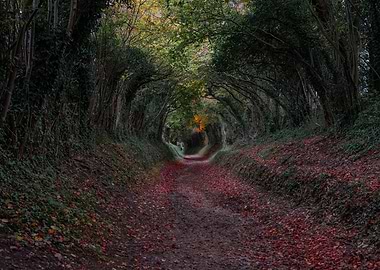 Autumn in West Sussex