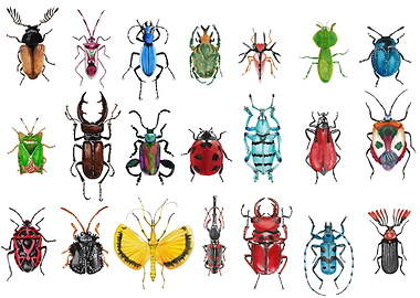 beetles