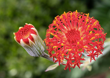 Red exotic flower
