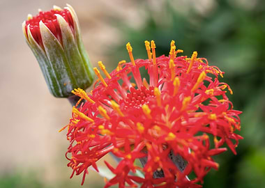 Red exotic flower