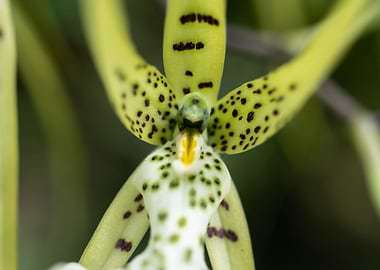 Exotic orchid flower