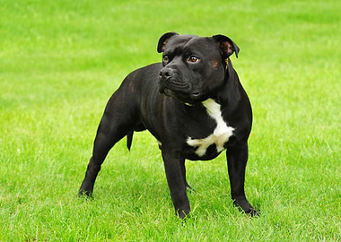 Amstaff