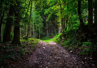 Mystical Forest path