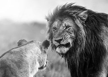 wild lions love poster
