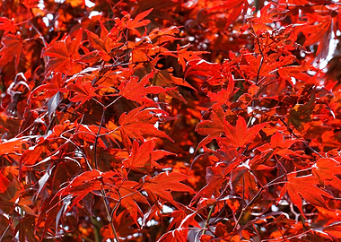 Summer Red Maple Leaf Tree