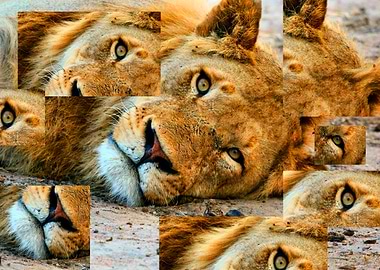 Block composition lion