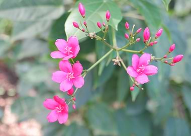 Beautiful Pink Flower