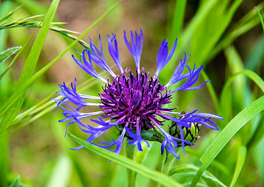 Magnificent cornflower