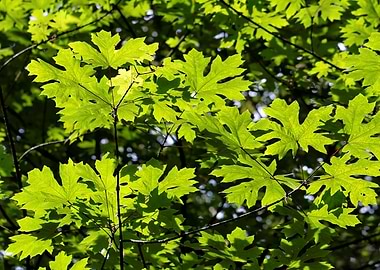 Sun Dappled Green Leaves