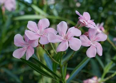Beautiful Fresh Flower