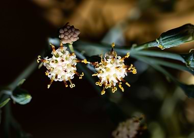Delicate Kleinia flower