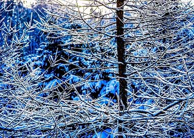 Larix Tree In Winter